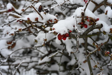 Red berries on snowy branches
