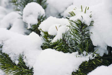 Snowy evergreen tree branches in forest