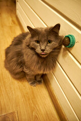 Curious gray domestic cat playing with a wall-mounted treat toy indoors. Cozy home interior with wooden floor and warm light, capturing playful behavior, curiosity, and everyday pet life
