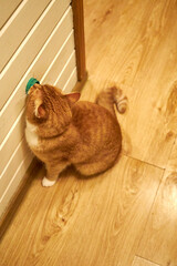 Ginger domestic cat licking a wall-mounted treat toy indoors. Cute curious pet enjoying enrichment snack at home, playful behavior, cozy interior, warm light, funny moment with copy space