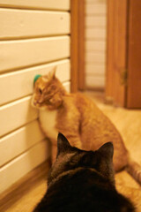 Ginger domestic cat licking a wall-mounted treat toy indoors. Cute curious pet enjoying enrichment snack at home, playful behavior, cozy interior, warm light, funny moment with copy space