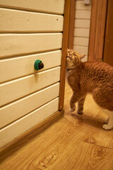 Ginger domestic cat licking a wall-mounted treat toy indoors. Cute curious pet enjoying enrichment snack at home, playful behavior, cozy interior, warm light, funny moment with copy space