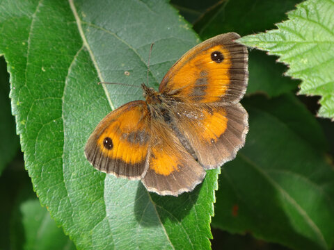 Hedge brown butterfly (Pyronia tithonus), also known as the gatekeeper, male resting on a green leaf