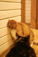 Ginger domestic cat licking a wall-mounted treat toy indoors. Cute curious pet enjoying enrichment snack at home, playful behavior, cozy interior, warm light, funny moment with copy space