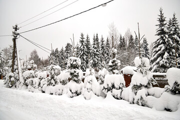Snow-covered fir trees line a quiet garden, their branches heavily laden with fresh winter snow. The peaceful countryside scene shows dense evergreens under an overcast sky after a heavy snowfall