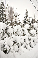 Snow-covered fir trees line a quiet garden, their branches heavily laden with fresh winter snow. The peaceful countryside scene shows dense evergreens under an overcast sky after a heavy snowfall