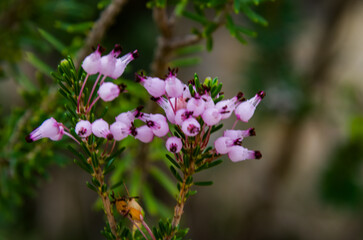 Obraz premium El brezo (Erica vagans) es una planta arbustiva de la familia Ericaceae