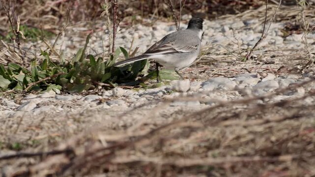 Lavandera blanca buscando alimento en el suelo pedregoso de la orilla del r&iacute;o Serpis, Beniarres, Espa&ntilde;a