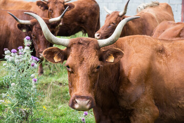 vaches d'Auvergne en France