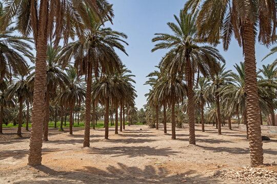 View of endless rows of tall, slender palm trees casting shadows on the arid ground under a clear blue sky, creating a serene desert oasis, Khairpur, Sindh, Pakistan.
