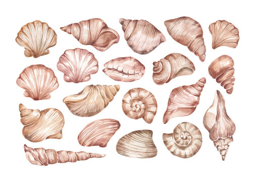Ocean, sea shells set hand drawn by watercolor. Design elements for card, invitation, banner, logo design. Isolated on white background 
