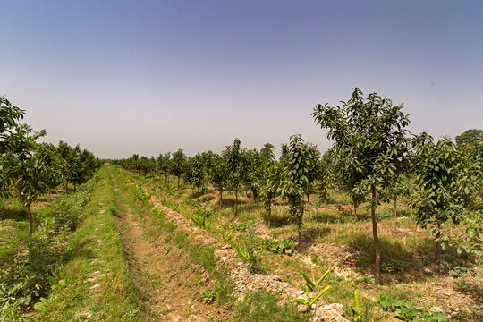 View of a symmetrical orchard, trees planted in rows, green grass and dry earth under a pale sky, a serene landscape, Changa Manga, Punjab, Pakistan.