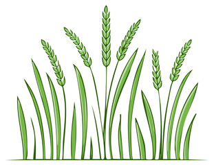 Stylized vector illustration of growing green wheat, barley, and cereal grain stalks