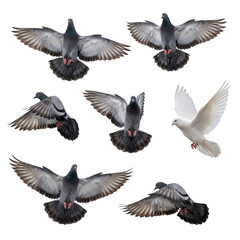 Fototapeta premium Collection of pigeons and doves in various flying positions isolated on transparent background. on transparent background
