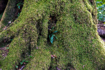 Obraz premium Lush Green Moss Covering Tree Roots in a Serene Forest Environment