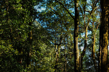 Fototapeta premium Lush Green Forest Canopy with Sunlight Filtering Through Leaves