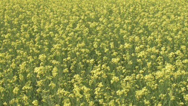 bright yellow mustard flowers swaying in a light breeze across an open agricultural field