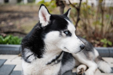 Lying Husky With Vivid Blue Eyes Outdoors, Curious Black Husky With Blue Gaze Resting On Walkway