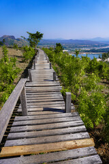 Obraz premium Scenic Wooden Pathway Overlooking Lush Greenery and Clear Sky