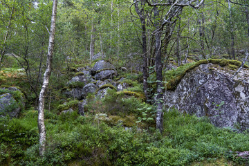 View of moss-covered boulders and lush green foliage interspersed with birch trees create a tranquil woodland scene, Lysefjord, Rogaland, Norway.
