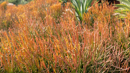 Euphorbia tirucalli,pencil cactus, Indian tree spurge under sunlight