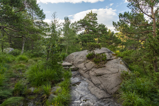 View of sunlight dappling through the lush, vibrant green forest over rock formations and a trickling stream, creating a serene landscape, Lysefjord, Rogaland, Norway.