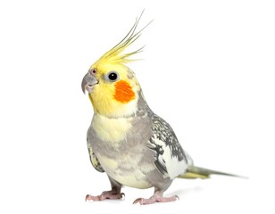Obraz premium Colorful budgie parrot full body studio shot on white high resolution image