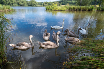 Juvenile Swans Trail Adult Near Reed Borders, Calm Pond With Migrating Swans And Lush Surrounding Landscape
