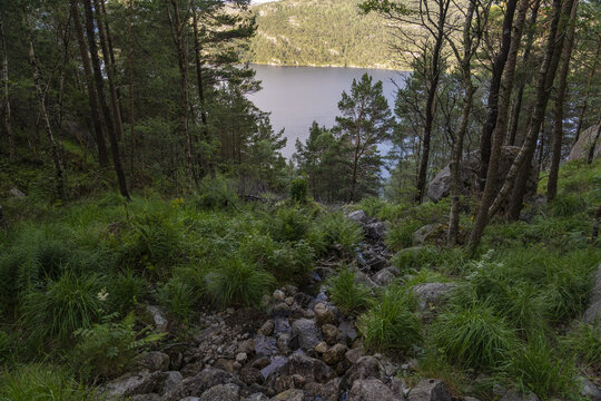 View of a babbling brook tumbles down a rocky slope, framed by verdant trees, leading to the serene, still waters of the fjord beyond, Lysefjord, Rogaland, Norway.