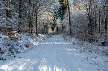 Obraz premium A forest path covered in snow on a cold winter day