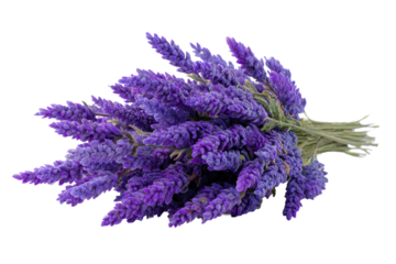 Lavender bouquet bunch with purple flower spikes and slender green stems, delicate blossoms and natural herbal texture with fresh leafy accents, isolated on transparent background.
