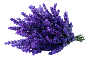 Lavender bouquet bunch with purple flower spikes and slender green stems, delicate blossoms and natural herbal texture with fresh leafy accents, isolated on transparent background.
