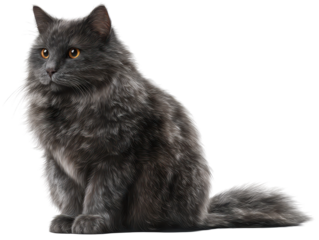 Gray cat sitting with realistic fur texture and clear reflective eyes, detailed whiskers and soft coat shading with a calm domestic pose, isolated on transparent background.
