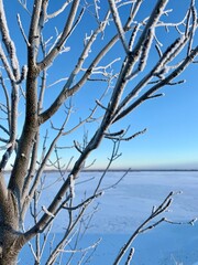 Obraz premium Frost-covered tree standing by a frozen lake under a clear blue sky, capturing delicate icy branches and a quiet, minimal winter landscape.