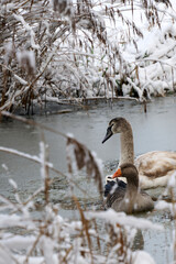 Mute Swan chick and a Goose swimming together in broken ice among snow-covered reeds