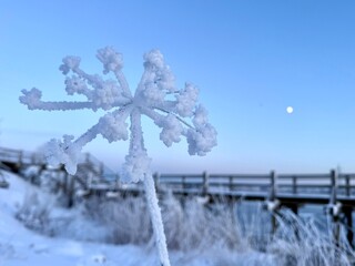 Frost-covered plant forming a star-like shape against a clear winter sky, icy details with soft blue tones, frozen nature scene with calm atmosphere and minimal seasonal beauty.