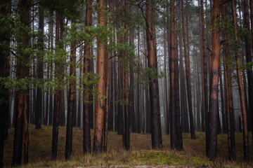 Coastal pine forest in Latvia © Portnovs
