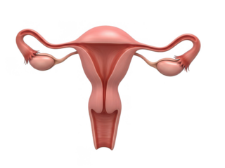 Illustration of the female reproductive system isolated on transparent background