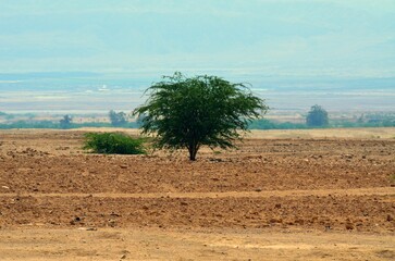 Campo de cultivo &aacute;rido entre el Monte Nebo y el Mar Muerto en Jordania, Oriente Medio.
