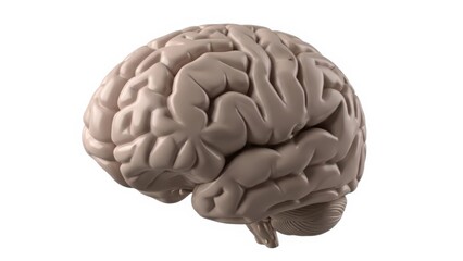 Brain isolated on transparent background isolated on white background