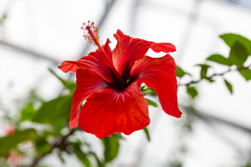 Bright red hibiscus flower blooms in a greenhouse setting with natural light and green leaves