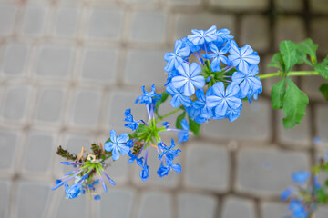 Blue plumbago flowers bloom vibrantly on a sunny day amidst a stone pathway