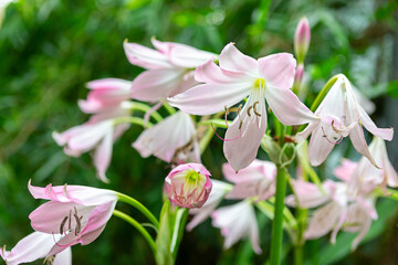 Beautiful pink crinum moorei blossoms brighten a lush garden in the early morning light