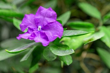 Vibrant purple brunfelsia bloom brightens the lush garden setting on a sunny day