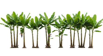 Nine tropical banana trees, lush green leaves, green/yellow bananas, one leaning left, bright studio, seamless transparent background, extensive copy space, concept of tropical freshness