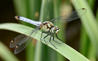 Dragonfly with transparent wings perched on a green leaf in nature insect
