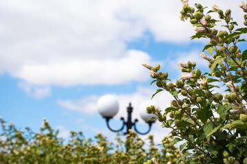 People appreciate a sunny day in Bulgaria as flowers bloom near a street lamp. The sky is bright with clouds and offers a pleasant atmosphere for visitors