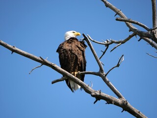 Wild Bald Eagle Perched on Bare Tree Branch Against Clear Blue Sky