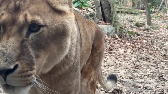 Leone e leonessa nervosa allo zoo