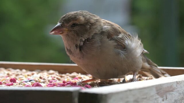 House Sparrow (Passer domesticus) female eating seeds on a bird table in closeup. Possibly ill. Kent, UK [Half speed]